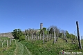 VBS_1018 - Torre dei Contini - Canelli (AT)